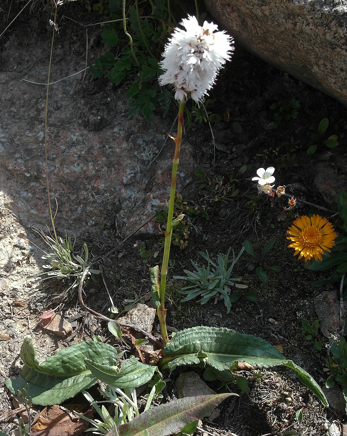 Image of Bistorta elliptica specimen.