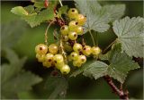 Ribes rubrum. Соплодие с незрелыми плодами. Московская обл., Раменский р-н, окр. дер. Хрипань, садовый участок. 26.06.2025.