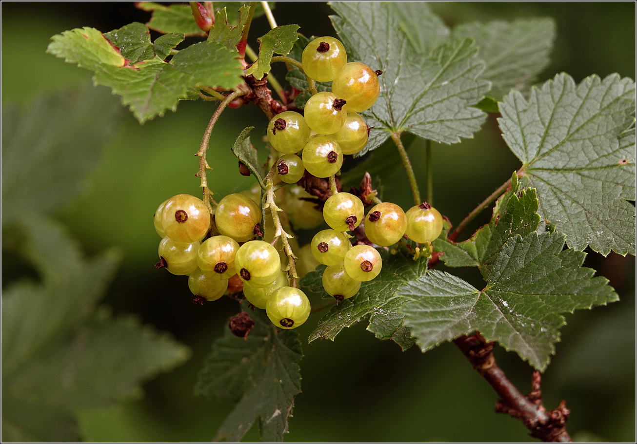 Изображение особи Ribes rubrum.