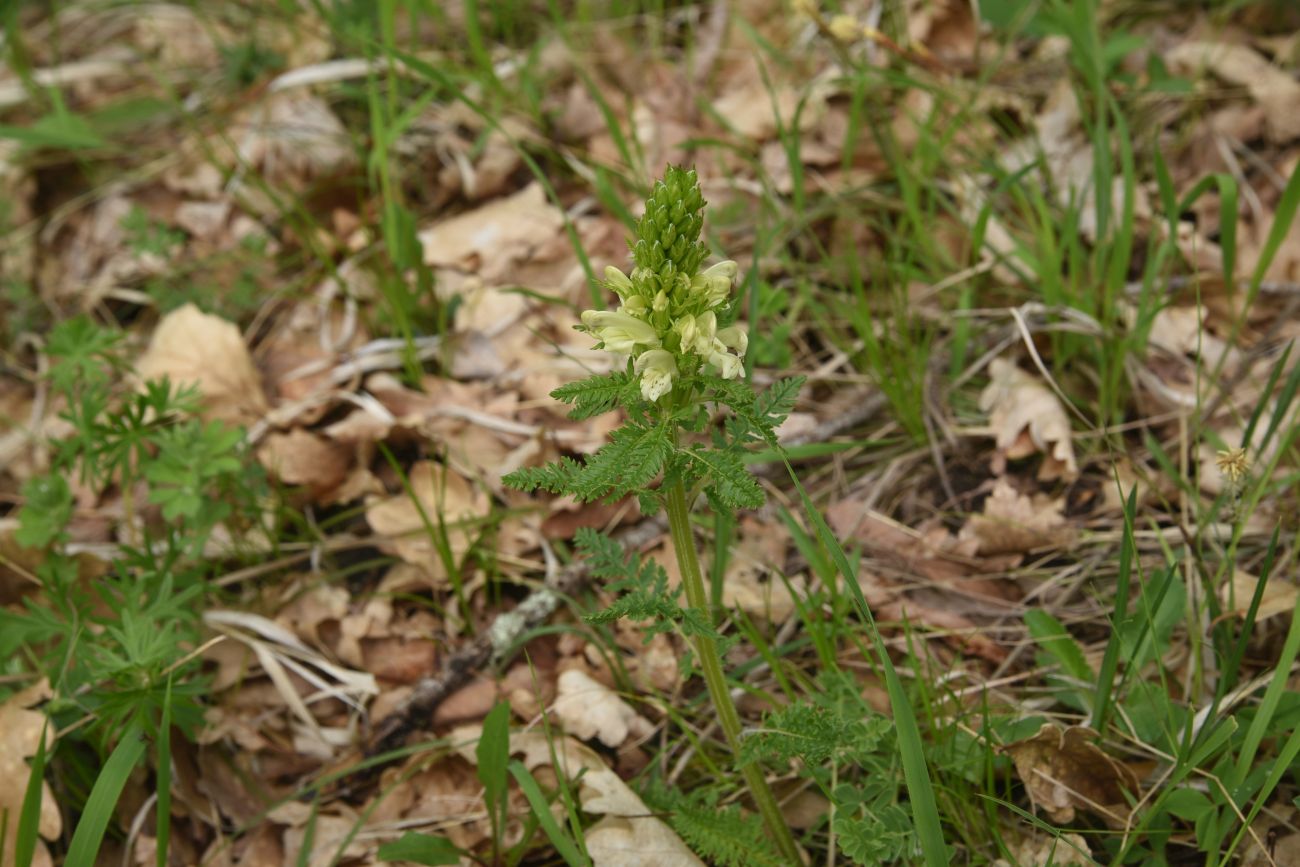 Изображение особи род Pedicularis.