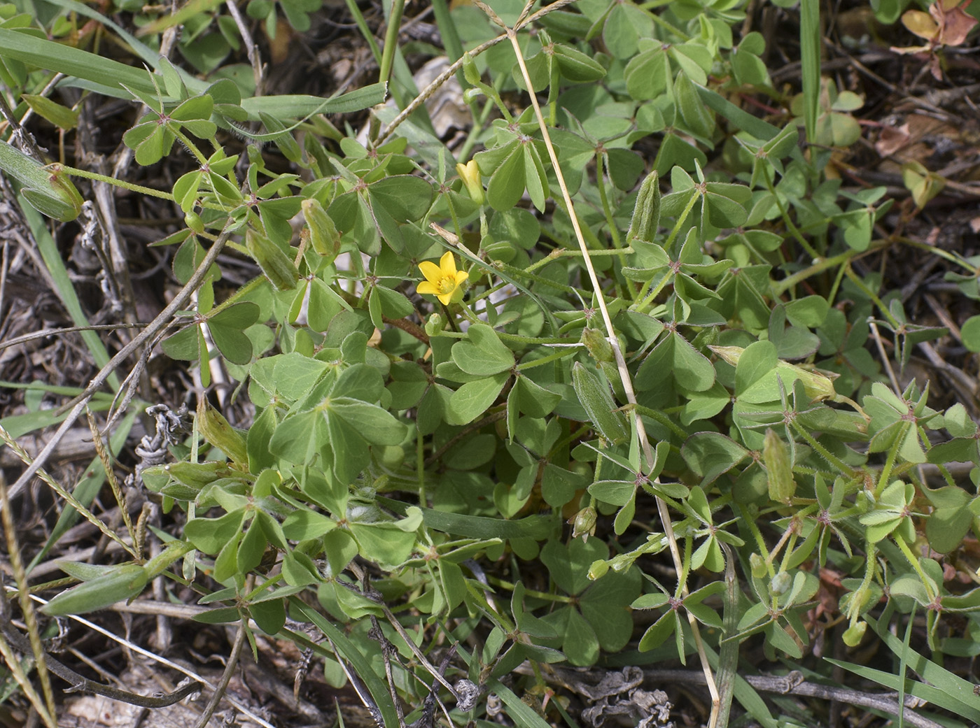 Изображение особи Oxalis corniculata.