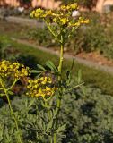 Ruta graveolens