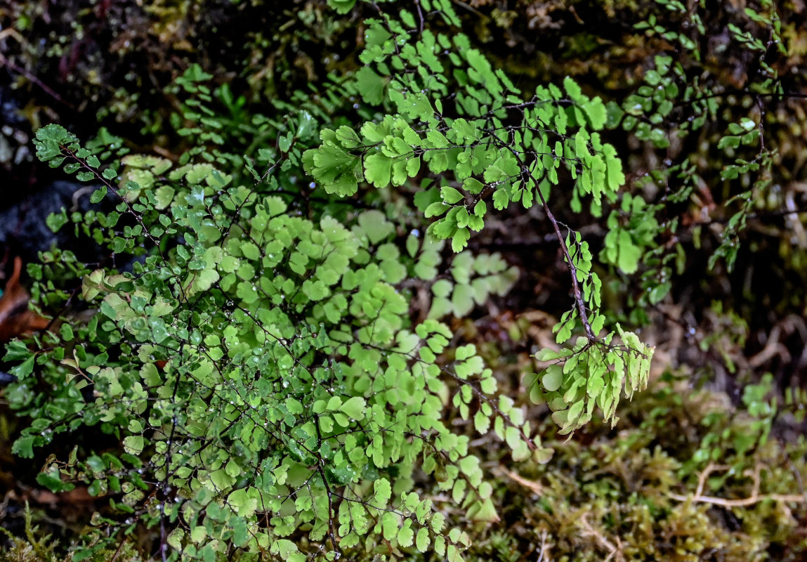Изображение особи Adiantum capillus-veneris.