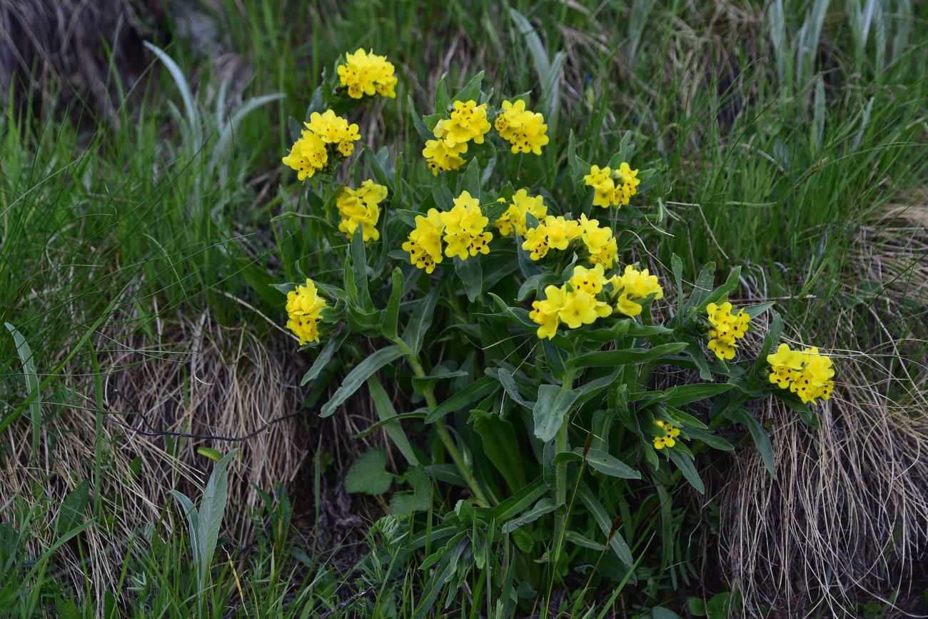 Изображение особи Huynhia pulchra.