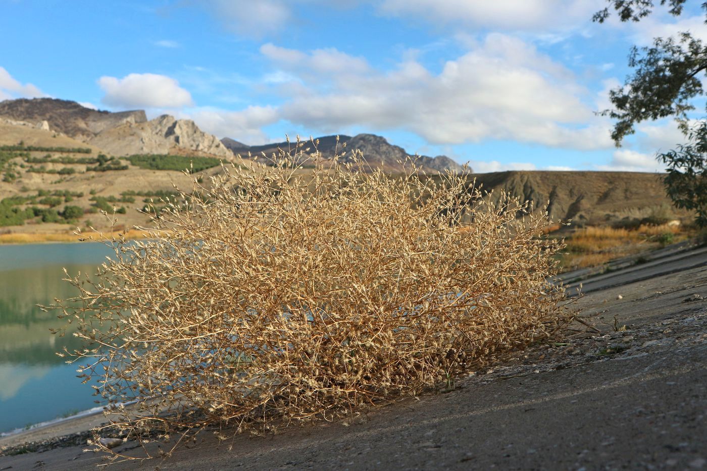 Image of genus Centaurea specimen.