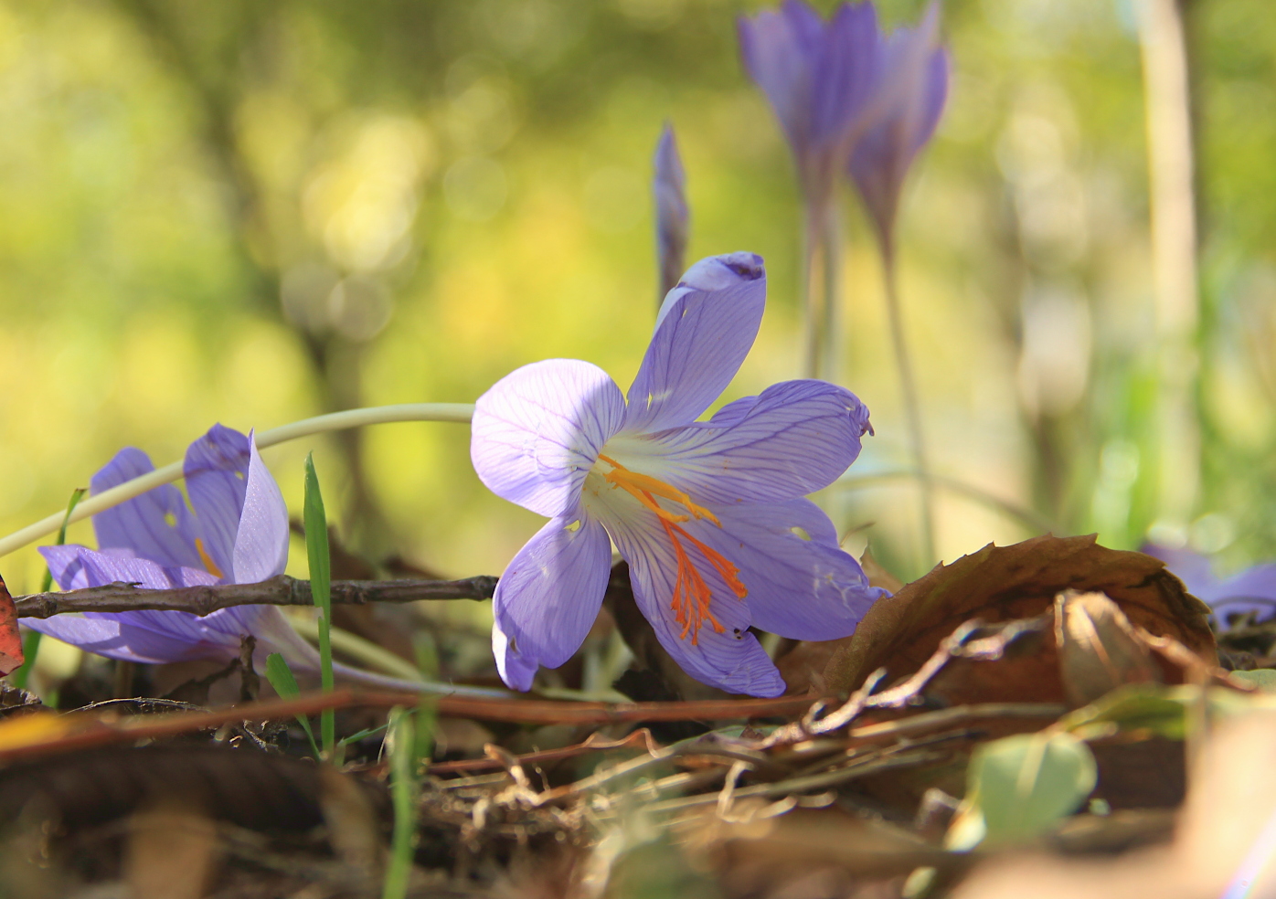 Изображение особи Crocus speciosus.