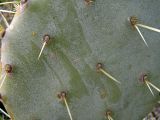 genus Opuntia. Поверхность \"лепёшки\" с колючками. Южный берег Крыма, Артек, Пушкинская скала. 08.04.2007.