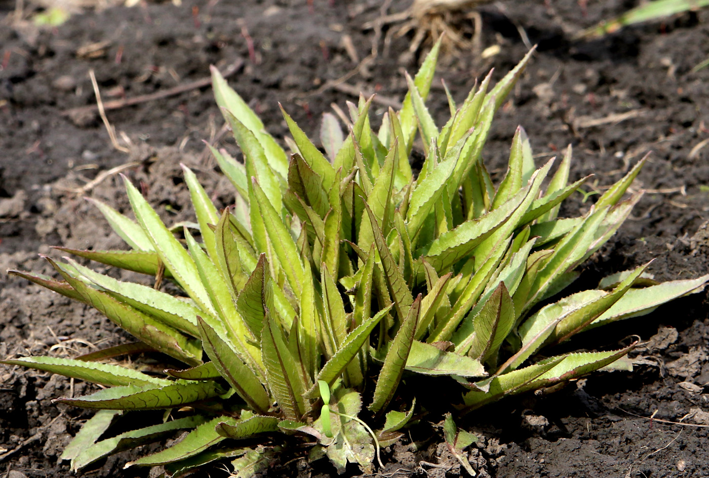 Изображение особи Bunias orientalis.