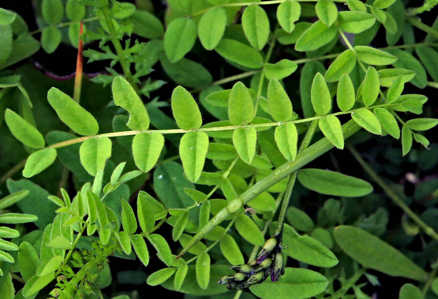 Image of Astragalus subpolaris specimen.