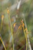 Carex pauciflora