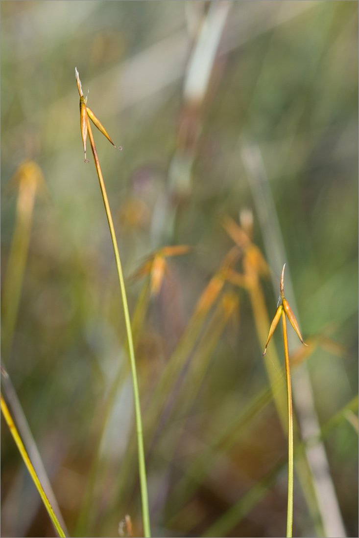 Изображение особи Carex pauciflora.