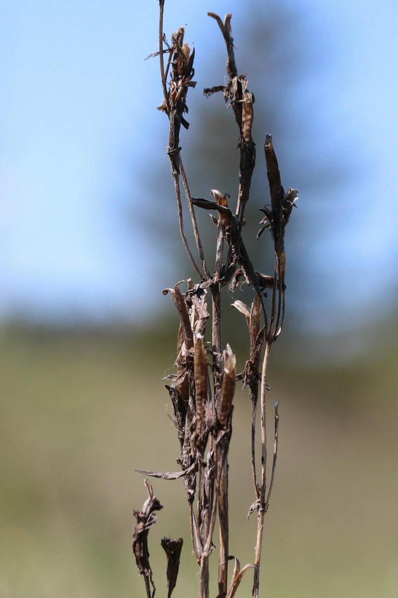 Image of Gentianella amarella specimen.