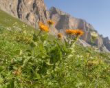 Inula orientalis. Цветущие растения. Кабардино-Балкария, Черекский р-н, гора Хазнибаши, ≈ 2800 м н.у.м., альпийский луг. 30.07.2025.