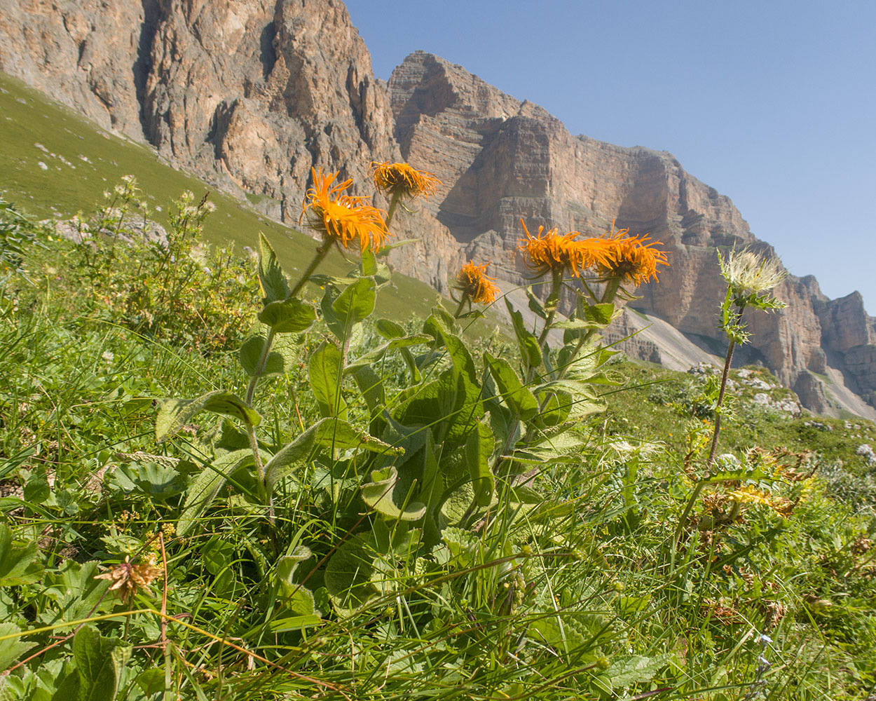 Изображение особи Inula orientalis.