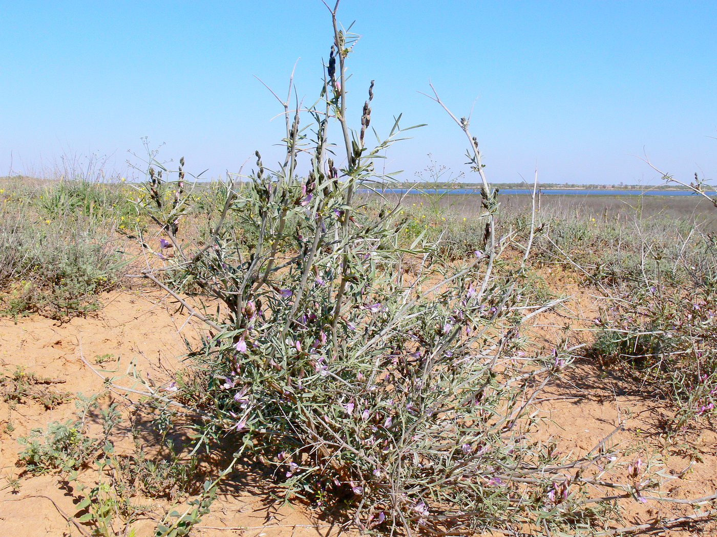 Image of Astragalus baeri specimen.