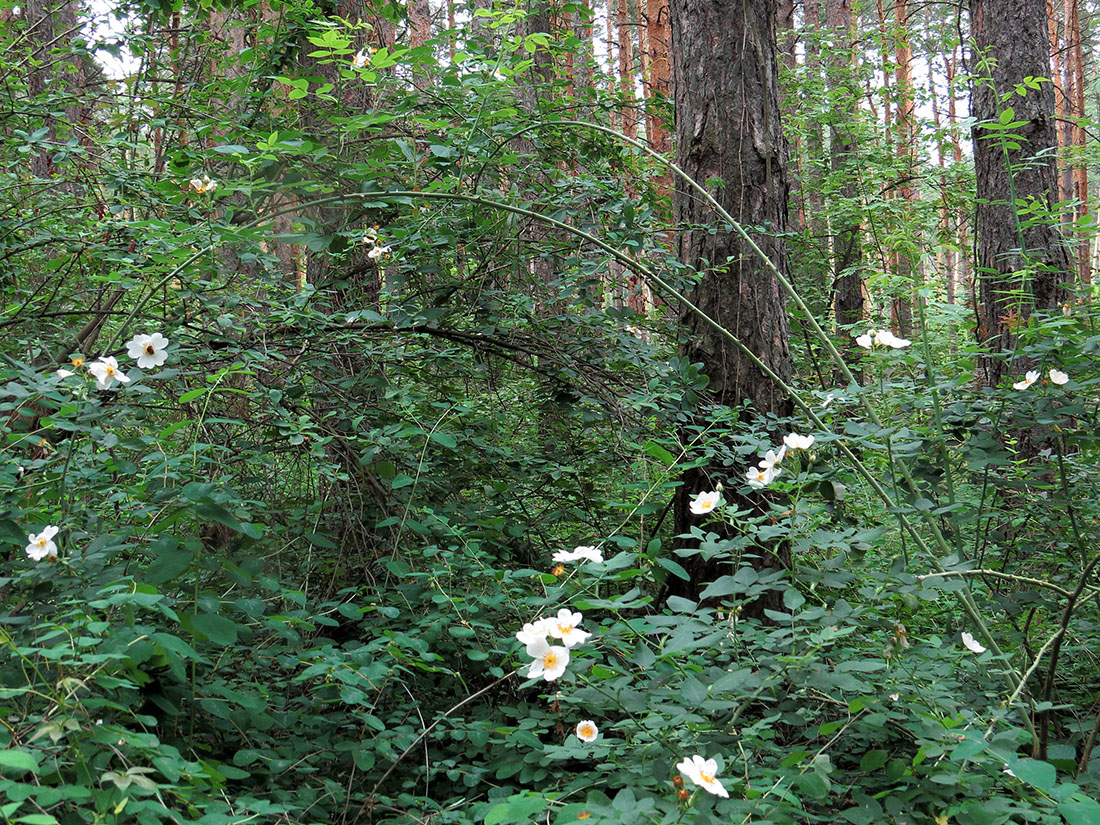 Image of Rosa canina specimen.