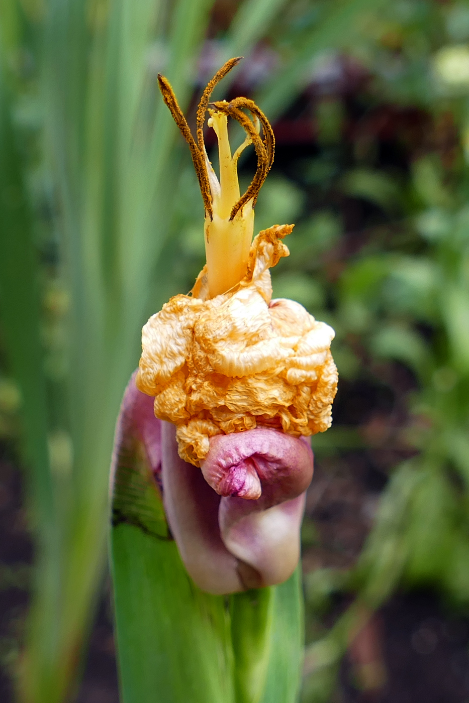 Изображение особи Tigridia pavonia.