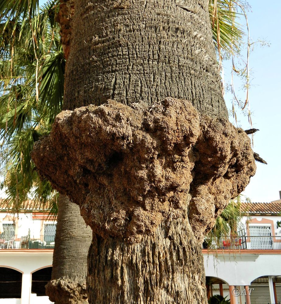 Изображение особи Brahea armata.