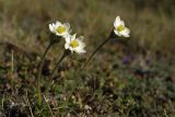 Anemonastrum sibiricum. Цветущие растения. Чукотка, побережье Чаунской губы, горный массив Певек. 08.06.2005.