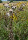 Cirsium vulgare. Верхушка плодоносящего растения. Тульская обл., Заокский р-н, окр. с. Дмитриевское, окраина залежи. 07.09.2025.