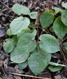 Epimedium pubigerum. Листья. Москва, ботанический сад МГУ \"Аптекарский огород\", теневой сад. 29.03.2026.