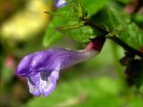 Scutellaria galericulata. Цветы. Украинские Карпаты, Свалявский р-н, с. Солочин, сентябрь 2006 г.