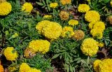 Tagetes erecta. Верхушки побегов с соцветиями (махровая форма). Португалия, округ Лиссабон, г. Кашкайш, в культуре. 05.08.2025.