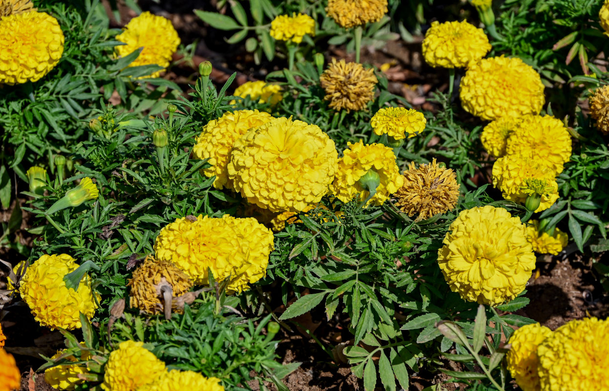 Image of Tagetes erecta specimen.