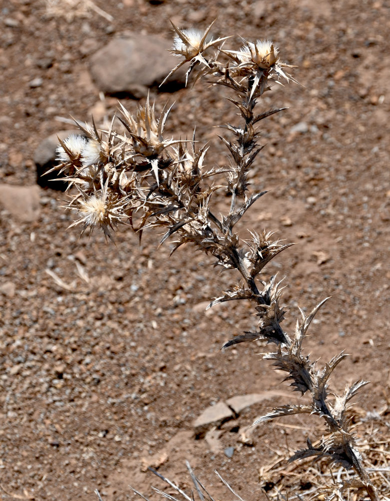 Image of Cynara cardunculus specimen.