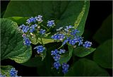 Brunnera sibirica. Соцветия и листья. Московская обл., Раменский р-н, окр. дер. Хрипань, садовый участок. 14.05.2026.