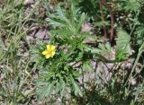 Potentilla supina подвид paradoxa. Верхушка цветущего растения. Приморский край, г. Владивосток, о. Русский, кампус ДВФУ, возле небольшого водоёма. 29.05.2026.