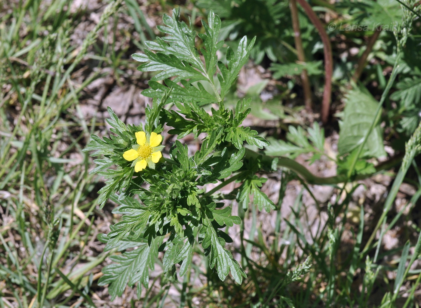 Изображение особи Potentilla supina ssp. paradoxa.