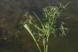 Scirpus sylvaticus. Соцветие и присоцветные листья. С.-Петербург, Петергоф, Луговой парк, берег пруда. 07.06.2026.