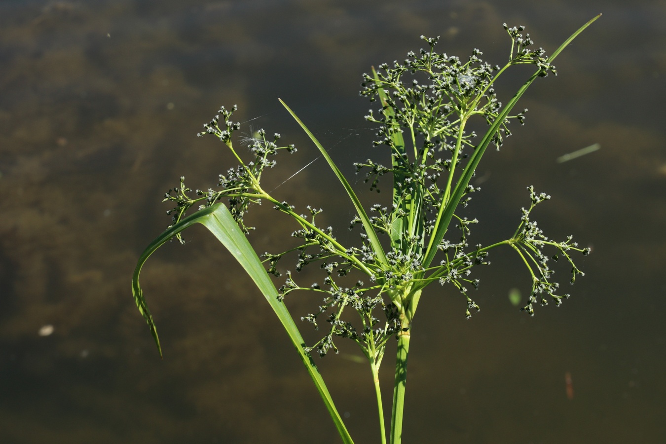 Изображение особи Scirpus sylvaticus.