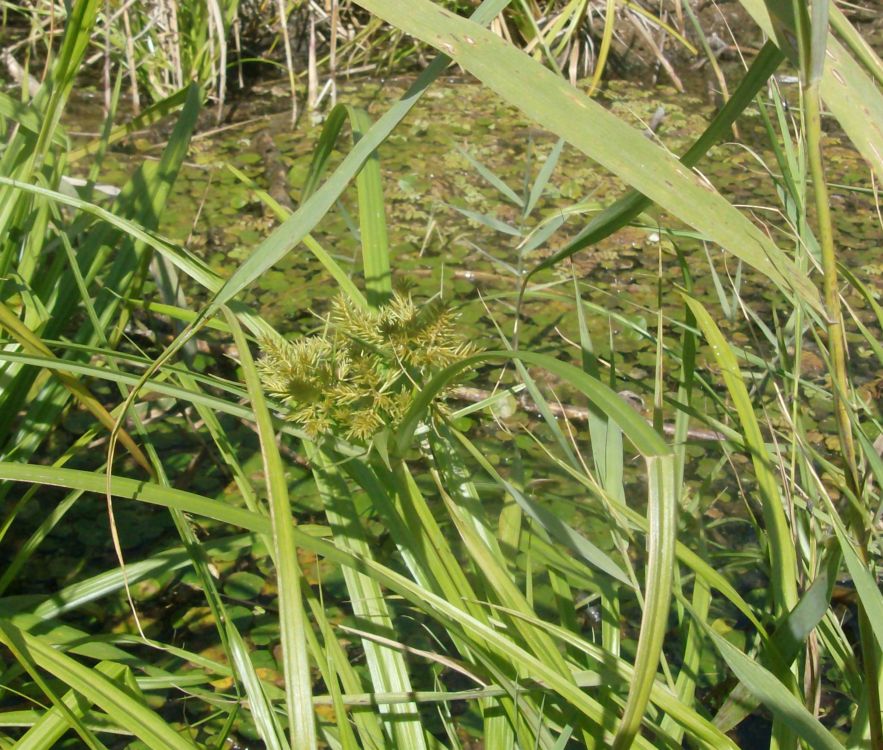 Image of Torulinium caucasicum specimen.