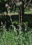 Silybum marianum. Цветущее растение. Португалия, округ Бежа, дол. р. Рибейра-ду-Торгал, опушка лиственного леса. 04.06.2026.