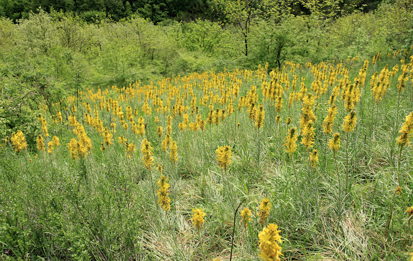 Изображение особи Asphodeline lutea.
