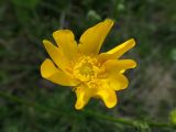 Ranunculus chinensis. Цветок. Хабаровский край, г. Комсомольск-на-Амуре, обочина грунтовой дороги. 14.06.2026.