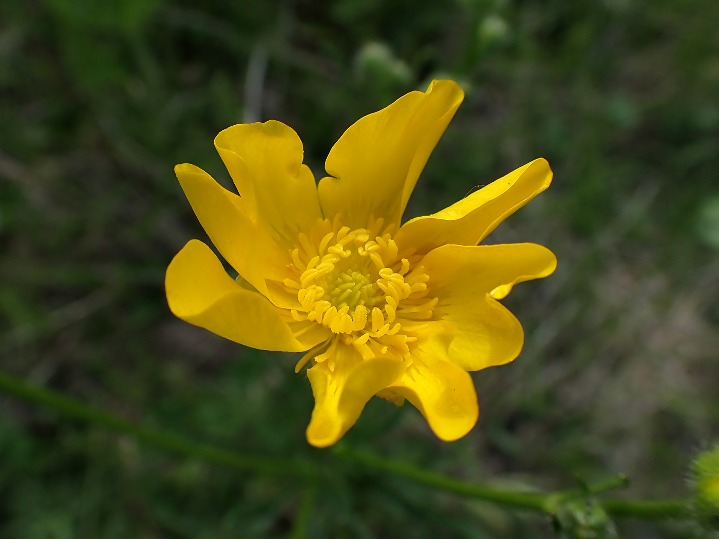 Image of Ranunculus chinensis specimen.