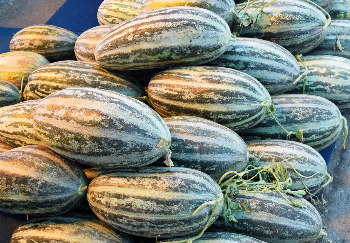 Изображение особи Melo sativus.