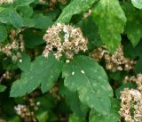 Spiraea chamaedryfolia. Верхушка побега с соплодием. Карелия, Петрозаводск, дворовое озеленение. 14.06.2026.