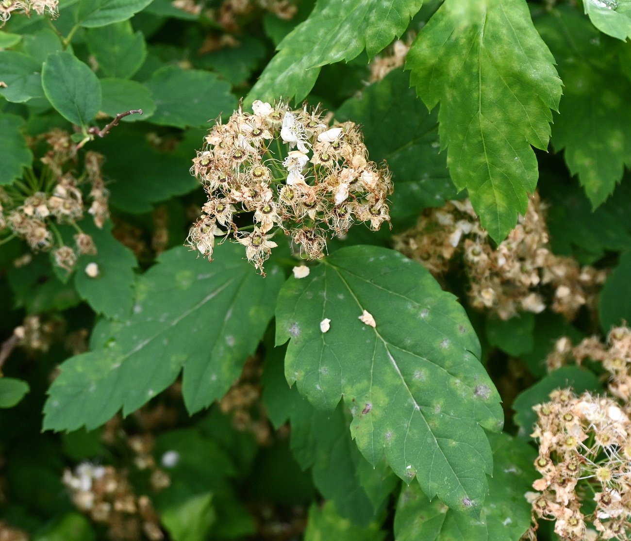 Image of Spiraea chamaedryfolia specimen.