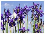 Iris sibirica