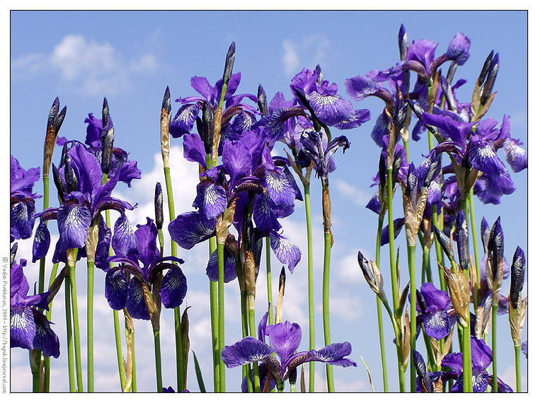 Image of Iris sibirica specimen.