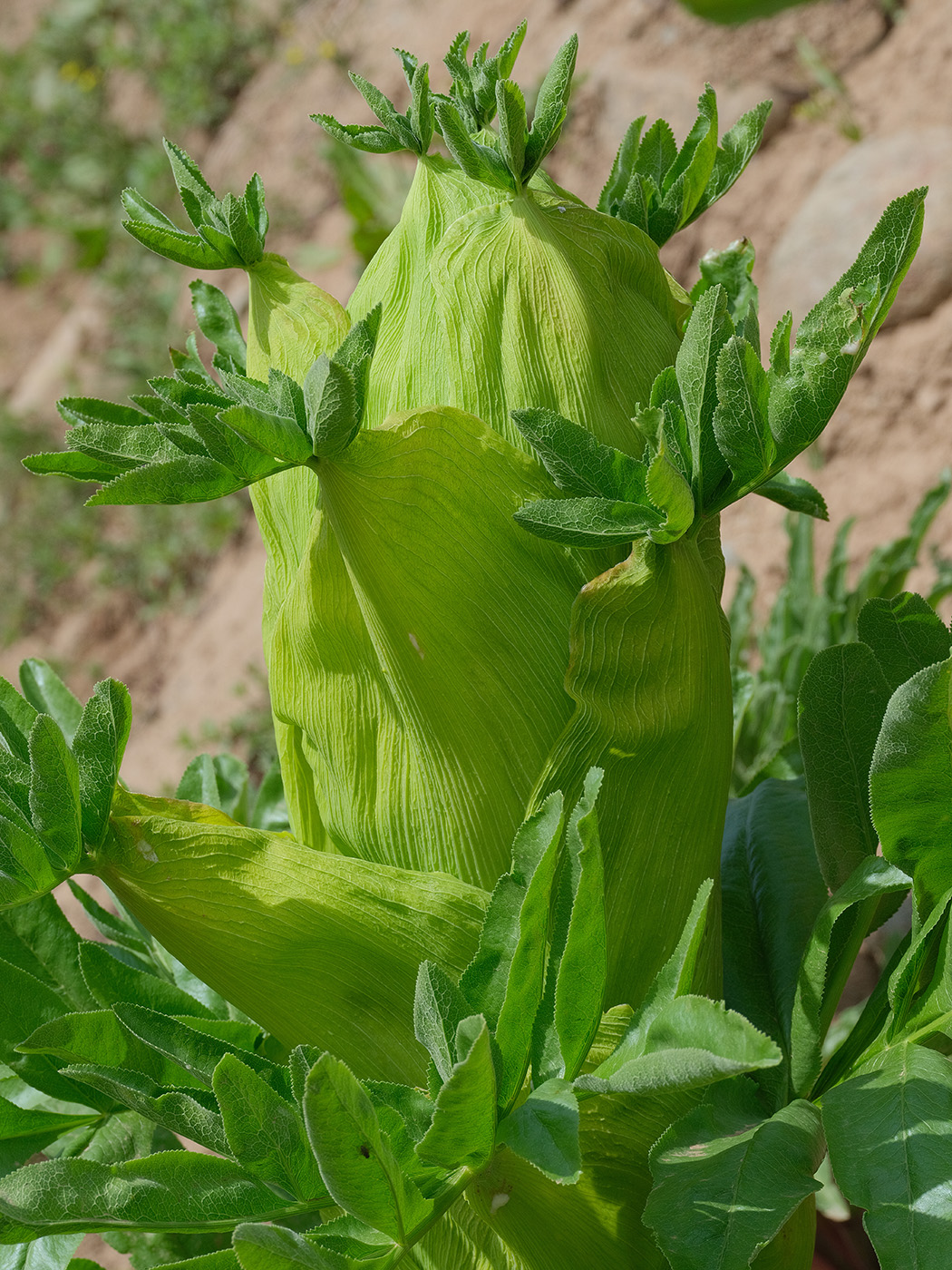 Image of Ferula foetidissima specimen.