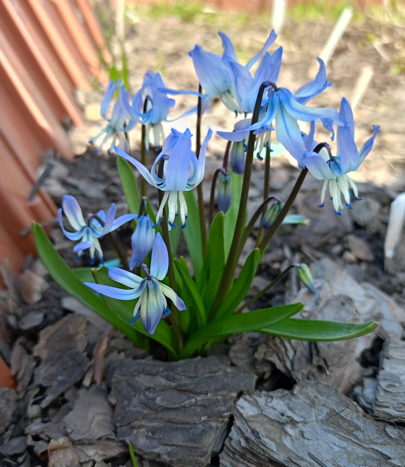 Изображение особи Scilla rosenii.