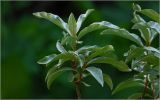 Elaeagnus commutata. Верхушка веточки. Московская обл., Раменский р-н, окр. дер. Хрипань, садовый участок. 13.06.2026.