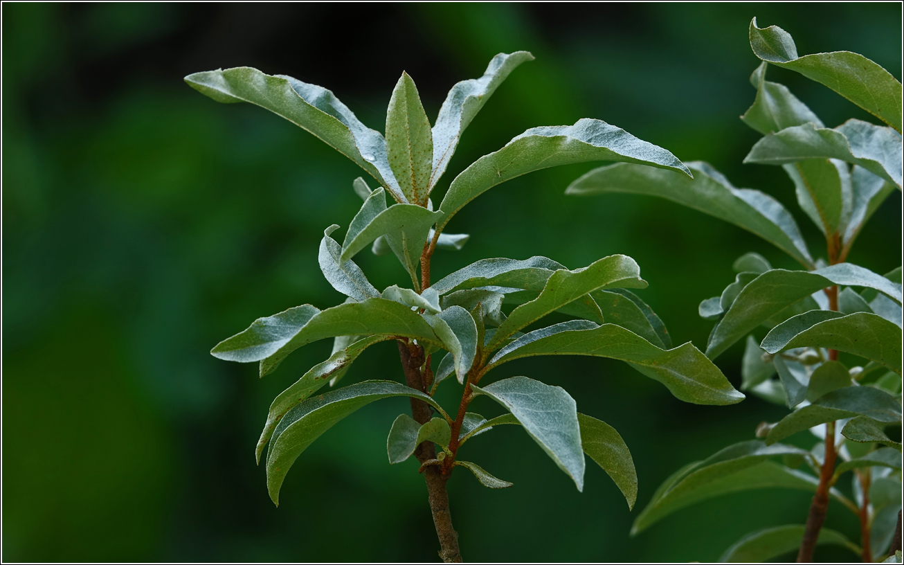 Image of Elaeagnus commutata specimen.