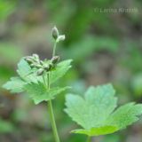 Geranium platyanthum. Верхушка расцветающего растения. Приморский край, Уссурийский р-н, окр. с. Монакино. 28.05.2011.