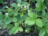 Fragaria viridis
